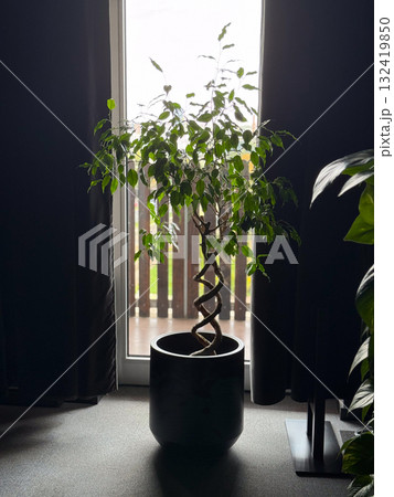 Potted indoor tree with twisted trunk near large window. Natural light, modern home decor and minimalistic interior design with green foliage and calm atmosphere. 132419850