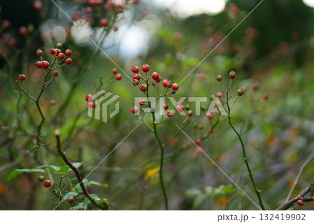 ノイバラの赤い実 ノイバラの赤い実 132419902