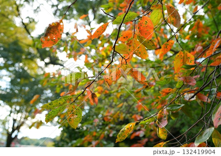 紅葉 132419904