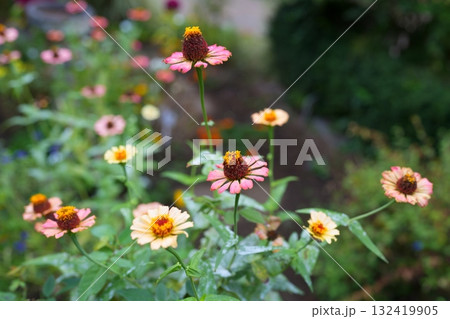 百日草の花 132419905