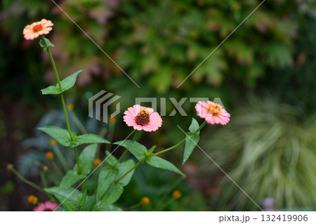 百日草の花 132419906