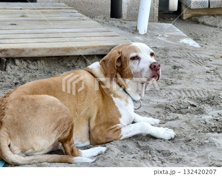 dog relaxing seaside, calm dog by shore, peaceful dog resting close to shoreline with wooden path 132420207
