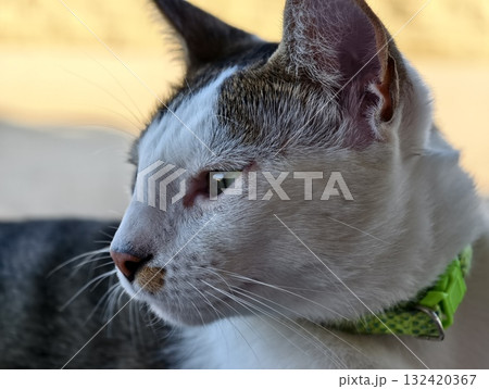 greencollar feline gaze, confident tabby cat with bright collar exploring outdoors confidently 132420367