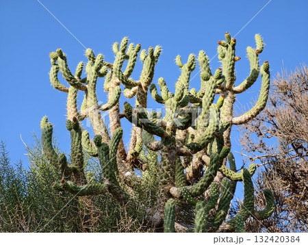sunlit cactus amidst native plants, tall cactus with vibrant green in bright midday sunlight 132420384