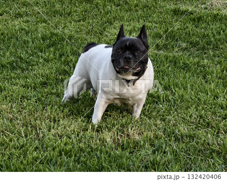 curious french bulldog on lawn, sunlit french bulldog displaying alertness on lush green grass 132420406