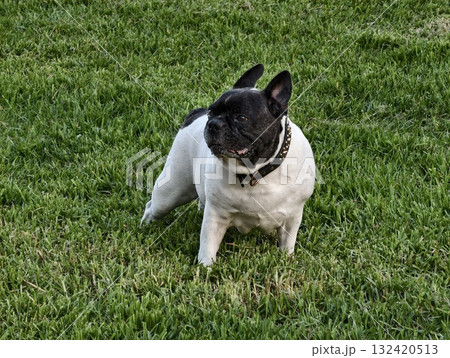 playful dog mood, sunny backyard scene with energetic french bulldog displaying relaxed summer vibe 132420513