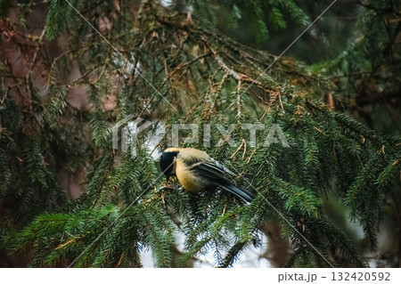 tit bird sits on a branch of spruce closeup 132420592