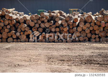 Stack of freshly cut logs is ready for processing at a lumber yard in the countryside during midday 132420593