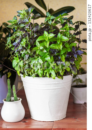 Basil grows in a large white pot as an ornamental plant, basil is widely used in cooking and as an ornamental plant 132420617