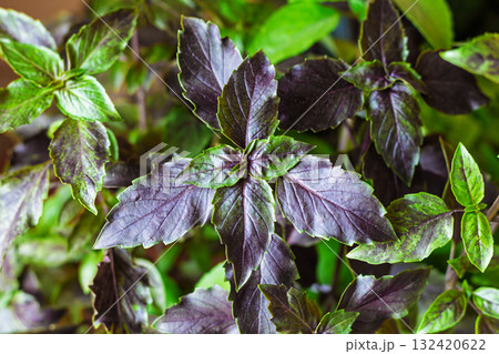Green and purple basil grows in place, basil is widely used in cooking and as an ornamental plant 132420622