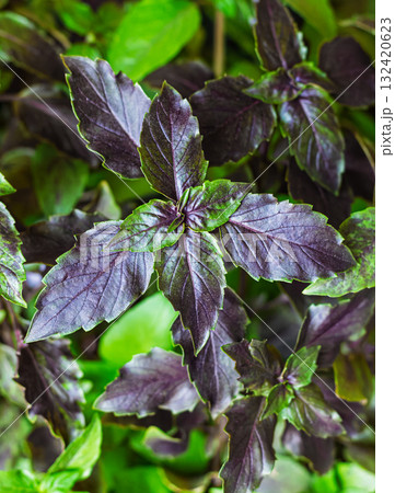 Green and purple basil grows in place, basil is widely used in cooking and as an ornamental plant Green and purple basil grows in place, basil is widely used in cooking and as an ornamental plant 132420623