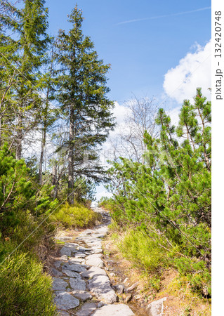 landscape with trail path among trees. forest nature environment in spring landscape with trail path among trees. forest nature environment in spring 132420748