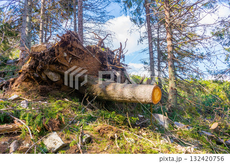deforestation of nature environment. fresh tree cut. log in the forest deforestation of nature environment. fresh tree cut. log in the forest 132420756