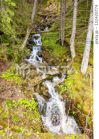 waterfall in evergreen forest. beautiful nature scenery with mountain creek in spring. water stream flowing among rock. wild and fresh alpine environment 132420774