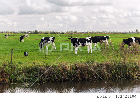 Scenic black white Friesian Holstein cows graze green pasture  at small canal under cloudy sky at Netherlands. Dutch rural landscape open fields calm atmosphere traditional farming  countryside life 132421104