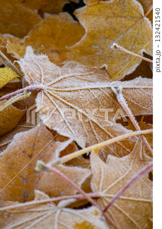 Close-up of pile of yellow maple leaves covered with frost. concept of autumn and beauty of nature 132421540