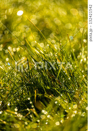 field of grass is covered with frost. Frost and dew drops formed on the blades of grass. 132421542