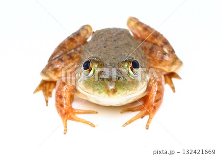 正面から見たウシガエルの幼体 132421669