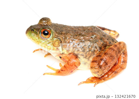ウシガエルの幼体 ウシガエルの幼体 132421670