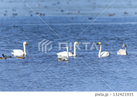 湖に飛来した白鳥 132421935