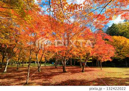 北海道の紅葉 132422022