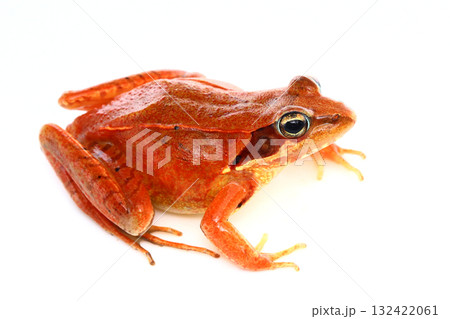 ニホンアカガエルのメス 132422061