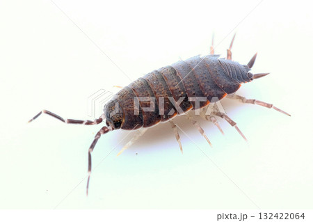 ホソワラジムシ 132422064