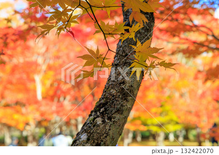 紅葉 紅葉 132422070