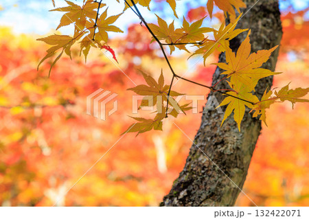 紅葉 紅葉 132422071