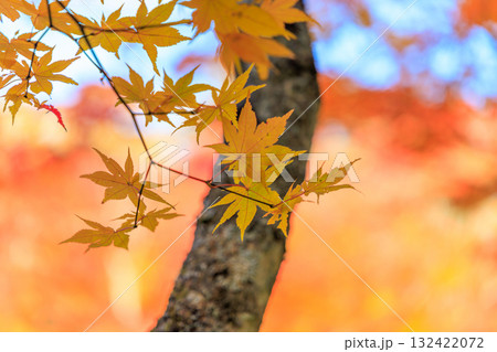 紅葉 132422072