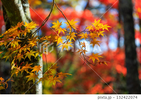 紅葉 132422074