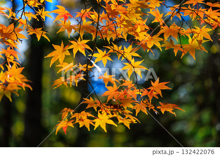 紅葉 紅葉 132422076