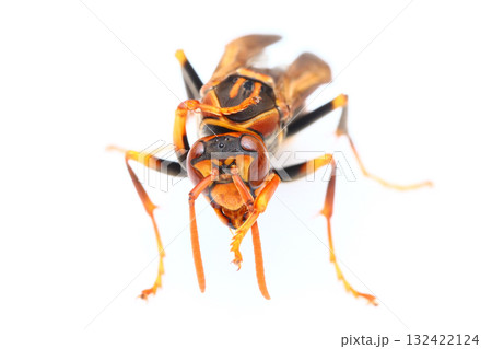 正面から見たセグロアシナガバチの女王バチ 正面から見たセグロアシナガバチの女王バチ 132422124