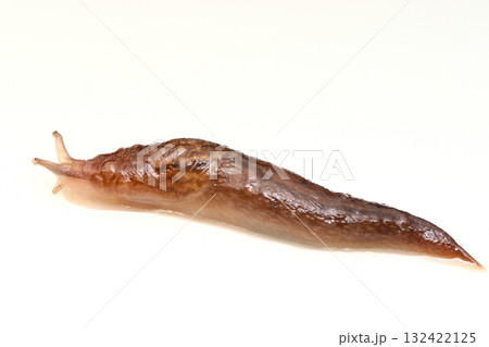 チャコウラナメクジ 132422125