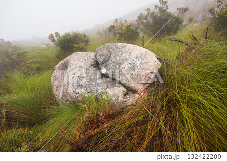 Local flora - grass and small bushes, most of it endemic to Madagascar growing in Andringitra National Park as seen during trek to peak Boby 132422200