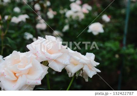 雨露の中に美しく咲くバラ 132422787