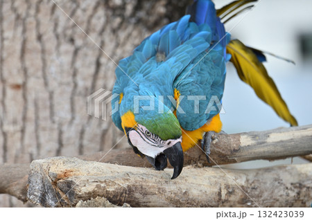 ルリコンゴウインコ 132423039