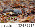 A red squirrel in the autumn forest in its natural habitat. A close-up portrait of a squirrel. The forest is full of muted colors on the eve of winter. 132423317