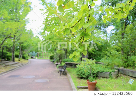 爽やか　カツラの葉 132423560