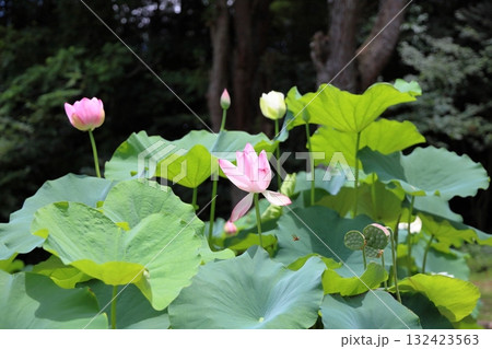 可愛い　ハスの花 132423563