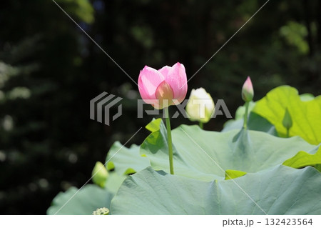 可愛い ハスの花 可愛い ハスの花 132423564