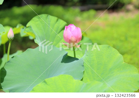 可愛い ハスの花 可愛い ハスの花 132423566