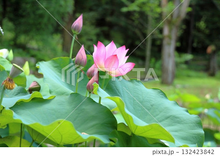 可愛い　ハスの花 132423842