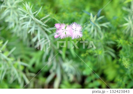 秋の七草　カワラナデシコの花 132423843