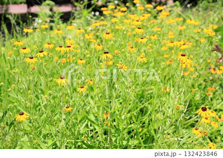 可愛い ルドベキアの花 可愛い ルドベキアの花 132423846