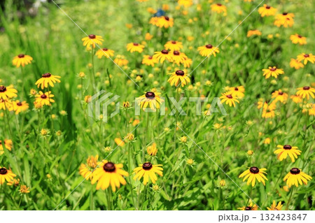 可愛い ルドベキアの花 可愛い ルドベキアの花 132423847