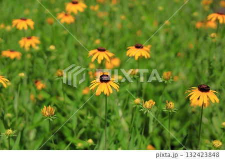 可愛い　ルドベキアの花 132423848