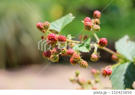 ブラックベリーの実 132423850