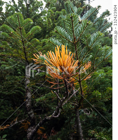 長野県八ヶ岳北横岳針葉に灯る初秋の紅葉 長野県八ヶ岳北横岳針葉に灯る初秋の紅葉 132423904