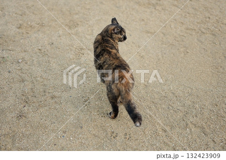 広場で遊ぶさび猫 132423909